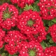 Вербена гібридна звисаюча суміш Різнобарвний Насіння Florium (726490) - зображення 1