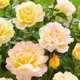 Роза Peace (Gloria Dei) Florium - зображення 2