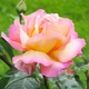 Роза Peace (Gloria Dei) Florium - зображення 3