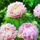 Астра Дюшес абрикосова Помаранчевий Насіння Florium (726573) - зображення 3