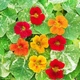 Настурція Аляска Різнобарвний Насіння Florium (726676) - зображення 2