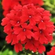 Вербена гібридна Червона Червоний Насіння Florium (726773) - зображення 1