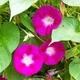 Іпомея Крімсон Рамблер Фіолетовий Насіння Florium (726668) - зображення 1