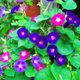 Іпомея Райська Альтанка Різнобарвний Насіння Florium (726672) - зображення 2