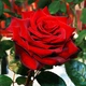 Роза Black Magic Червона Червоний Саджанці Florium (512147) - зображення 1