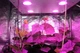 Гроубокса Growbox 80 * 80 * 160см + LED лампа 200Вт для рослин, грибів. Повний комплект - зображення 5