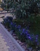 Вулична гірлянда на сонячній батареї 100 LED 10 метрів, чорний дріт, синя - зображення 7