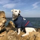 Кофта джинсовая для собак DogClub Rocky XL Blue - изображение 2