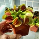 Дионея Венерина Мухоловка Растение P-9 см (Dionaea Muscipula) - изображение 2