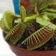 Дионея Венерина Мухоловка Растение P-9 см (Dionaea Muscipula) - изображение 4