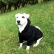 Худи для собак DogClub Brand L Black - изображение 5