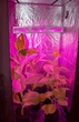 Гроубокса Growbox 120 * 120 * 200см + LED лампа 300Вт для рослин, грибів. Повний комплект - зображення 6