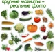 Набір магнітів Magdum "Овочі" ML4031-12 EN - зображення 8