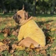 Светр для собак маленьких та середніх порід Dog Baby Button S Yellow - зображення 9
