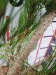 Сосна густоквіткова Аліса Веркаде / Pinus densiflora Alice Verkade С2 Н 80-100 - зображення 6