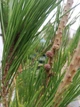 Сосна густоквіткова Аліса Веркаде / Pinus densiflora Alice Verkade С2 Н 80-100 - зображення 8