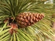 Сосна чорна Бонсай / Pinus nigra Bonsai С50/Н 135 - зображення 7