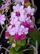 Орхидея (нецветущий подросток) TopDreams фаленопсис Льюис Берри Phalaenopsis Liu's Berry 1155 в размере 1.7 - изображение 1