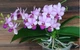 Орхидея (нецветущий подросток) TopDreams фаленопсис Льюис Берри Phalaenopsis Liu's Berry 1155 в размере 1.7 - изображение 4