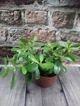 Горшечное растение Красcула Crassuia Ovata - изображение 1