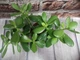 Горшечное растение Красcула Crassuia Ovata - изображение 2