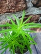 Горшечное растение Суккулент Senecio barbertonicus - изображение 2