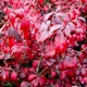 Бересклет крылатый 'Compactus'/Euonymus alatus 'Compactus' С3 / Н 20-30 - изображение 2
