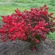 Бересклет крылатый 'Compactus'/Euonymus alatus 'Compactus' С3 / Н 20-30 - изображение 4