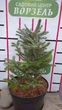 Ялиця корейська Сільберлок/Abies koreana Silberlocke С5 /Н 20-40 - зображення 1