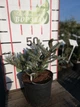 Ялиця корейська Сільберлок/Abies koreana Silberlocke С5 /Н 20-40 - зображення 2