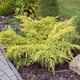 Саженцы Можжевельника среднего Олд Голд (Juniperus x pfitzeriana Old Gold) Р9 - изображение 2