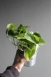 Епіпремнум марбл квін / Epipremnum Marble Queen 12 см горщик 7868 - зображення 1