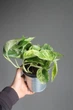 Епіпремнум марбл квін / Epipremnum Marble Queen 12 см горщик 7868 - зображення 5