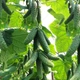 Семена огурцов Kitano Seeds Нибори f1 (кс 90 f1) 250 семян - изображение 2