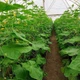 Семена огурцов Seminis Св 4097 цв f1 (sv 4097 cv f1) 250 семян - изображение 3