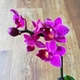 Орхидея Фаленопсис Purple мини, GreenLife сиреневая 25 см - изображение 1