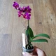 Орхидея Фаленопсис Purple мини, GreenLife сиреневая 25 см - изображение 2