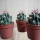 Кактус GreenLife Thelocactus Bicolor контейнер d=6см - изображение 2