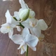 Орхидея Фаленопсис White мини GreenLife, h=20-25 см - изображение 2