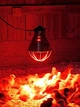 Інфрачервона лампа PAR38 230V, 175W E27/5000h, HELIOS - зображення 3