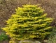 Пихта нордмана 'Golden Spreader' / Abies nordmanniana 'Golden Spreader' С20 Н 40 - 50 - изображение 3