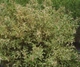 Ива пепельная Триколор (штамб) / Salix cinerea Tricolor C15 Ра90 Н120-140 - изображение 4