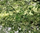 Ива пепельная Триколор (штамб) / Salix cinerea Tricolor C15 Ра90 Н120-140 - изображение 6