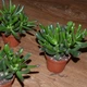 Крассула трубчаста GreenLife h 10 см - зображення 2