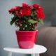 Горшок с автополивом Santino ASTI 15 л. красный-белый (AS6 ROS-ALB) - изображение 2