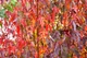 Клен татарский ginnala /Acer tataricum ginnala С10/ Н 80-100 - изображение 2