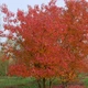 Клен татарский ginnala /Acer tataricum ginnala С10/ Н 80-100 - изображение 4