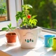 Подарочный набор GreenPet "Тучка" Рубиновый томат Черри - изображение 3