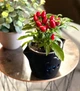 Подарочный набор GreenPet "Тучка" Острый перчик Чили - изображение 6