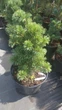 Сосна дрібноквіткова 'Шунс Бансай"/Pinus parv. 'Schoon's Bonsai' С20/ Н 40-50 - зображення 2